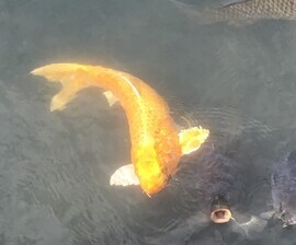 さあ、今から瀧を登るか~_コピー